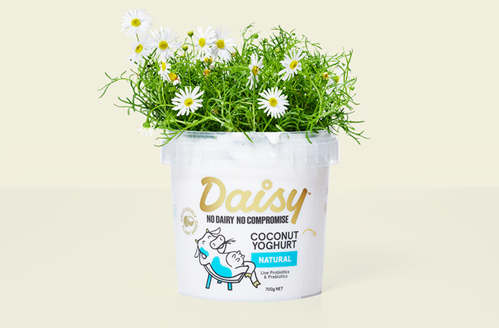 Daisy | 